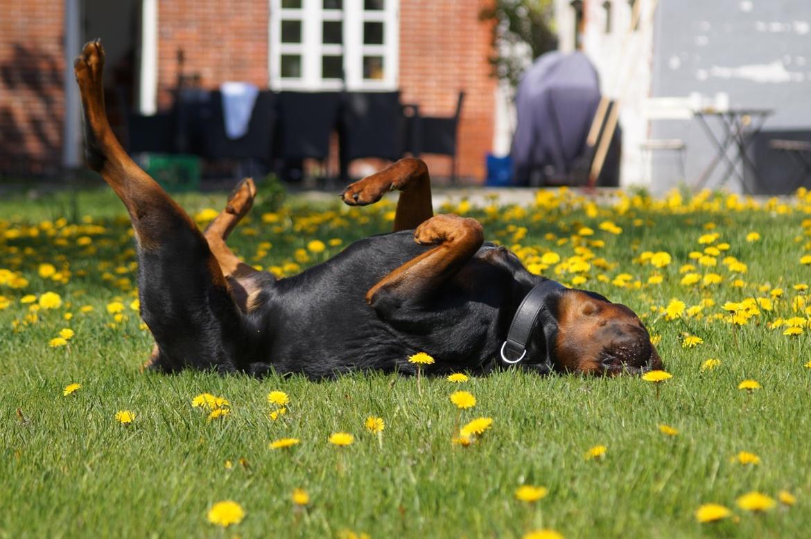 Rottweiler Bosco billede 49