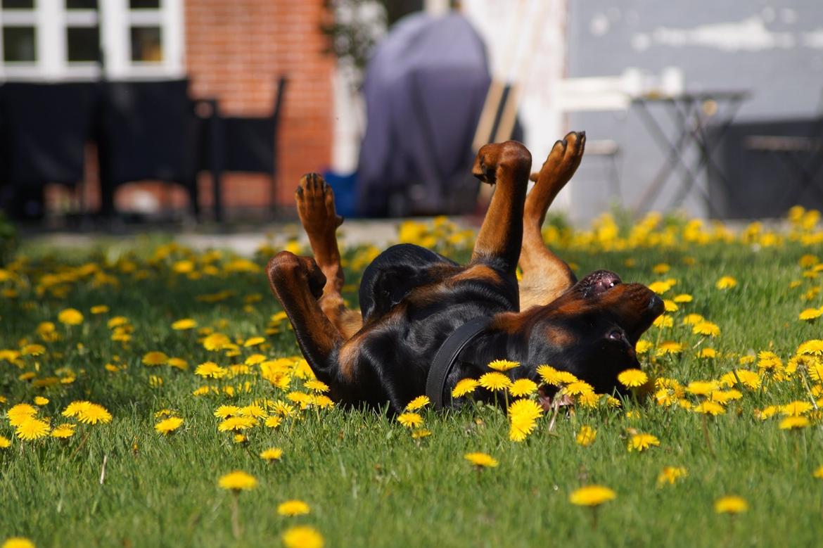 Rottweiler Bosco billede 50