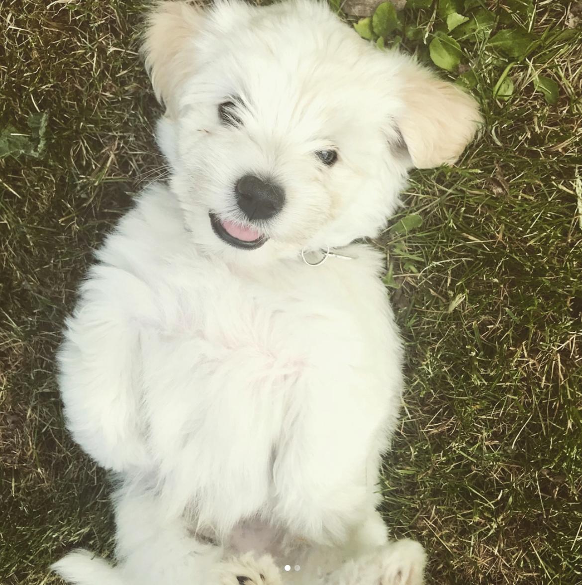 Bichon havanais Marlin billede 1