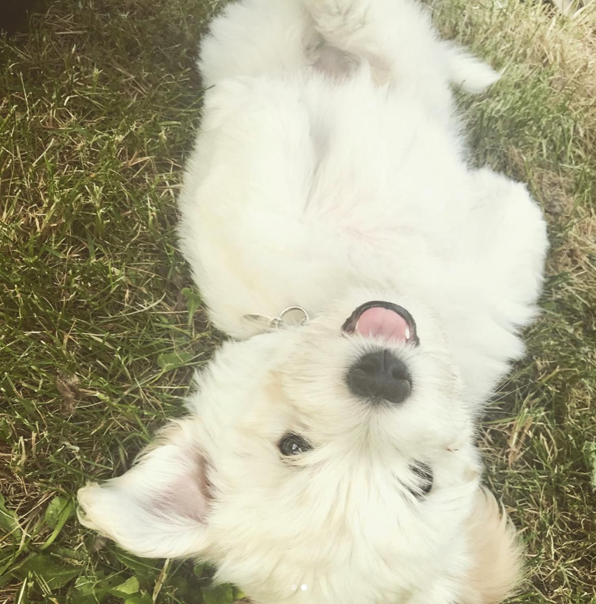 Bichon havanais Marlin billede 9