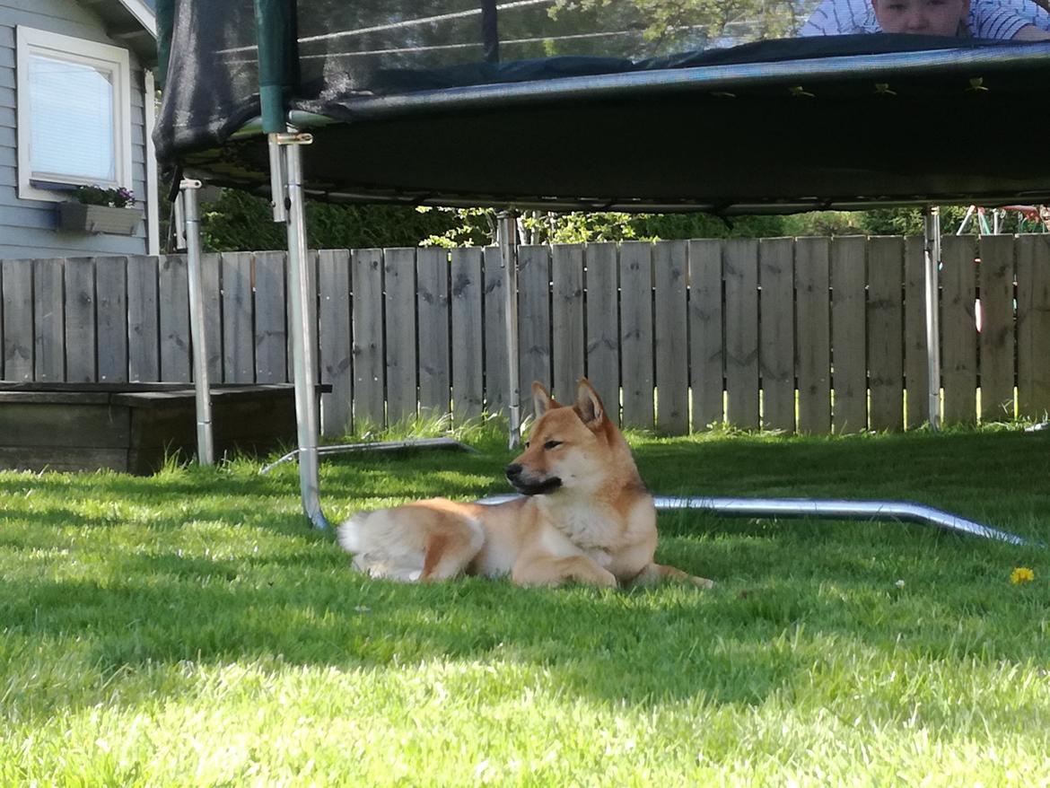 Shiba Nemo  billede 16