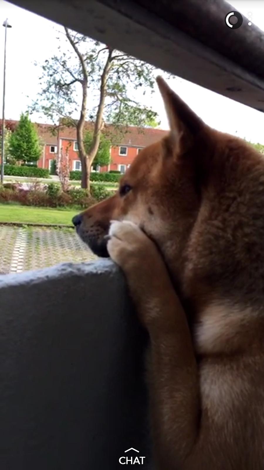 Shiba Nemo  billede 17