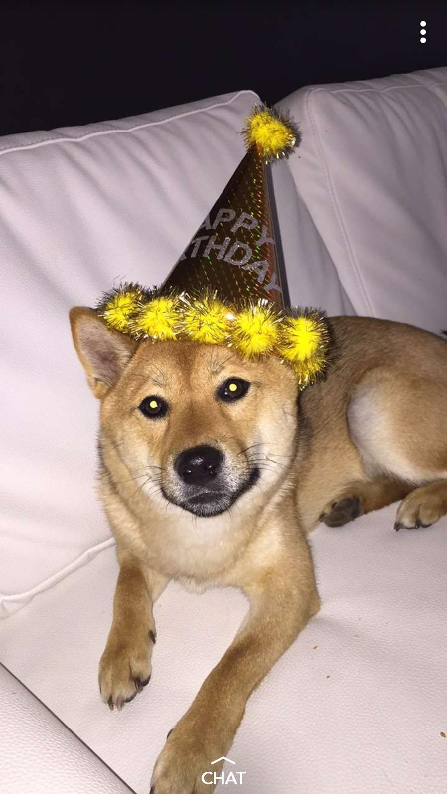 Shiba Nemo  billede 18