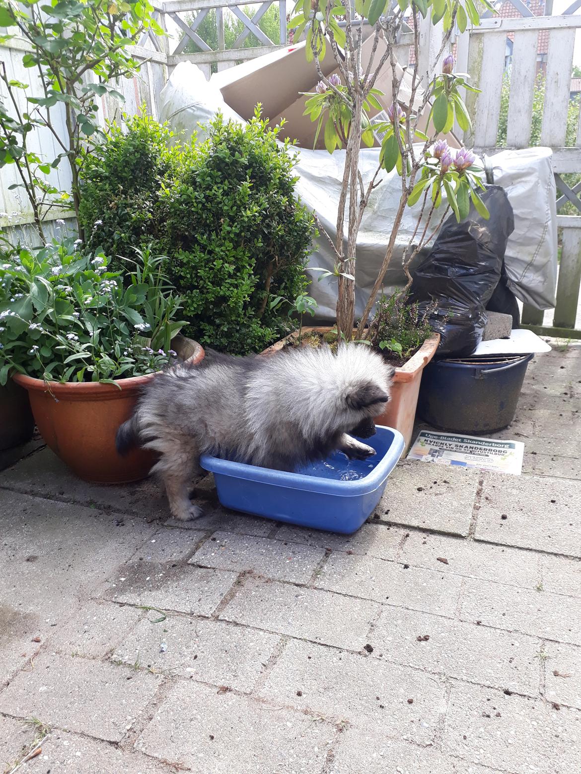 Keeshond Asdis - House of Keesgaard A Silver Past  billede 13