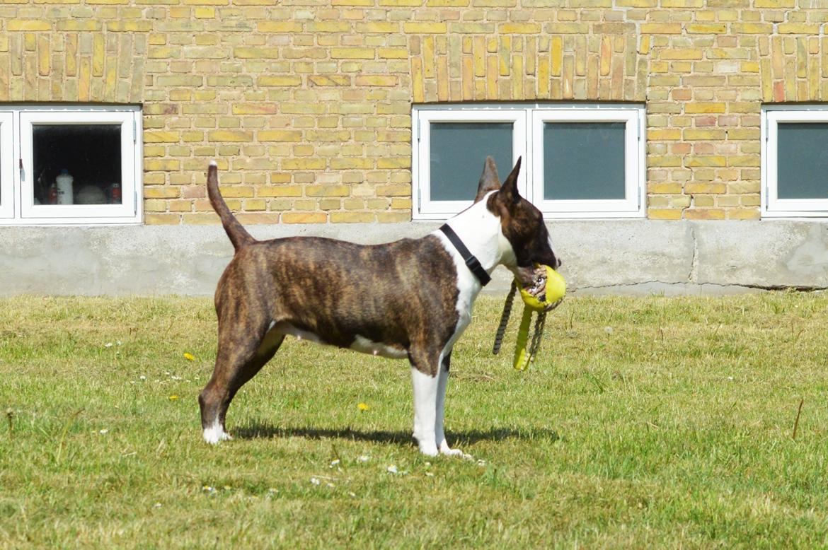 Bullterrier Qwerty (Danmar Bull's Rainbow Dash) - 11 mdr billede 9