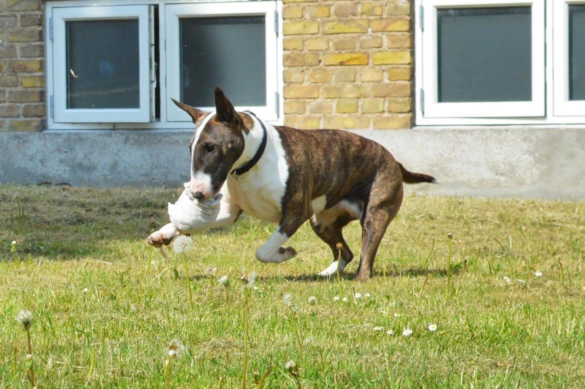 Bullterrier Qwerty (Danmar Bull's Rainbow Dash) - 11 mdr billede 7