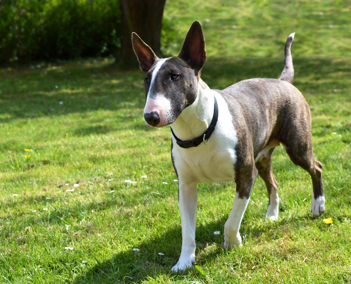 Bullterrier Qwerty (Danmar Bull's Rainbow Dash) - 11 mdr billede 10