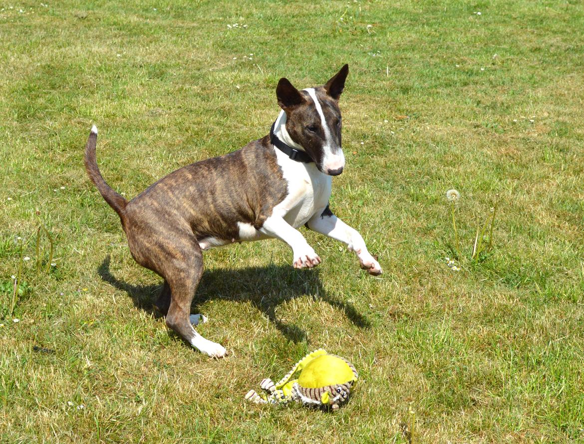 Bullterrier Qwerty (Danmar Bull's Rainbow Dash) - 11mdr billede 11