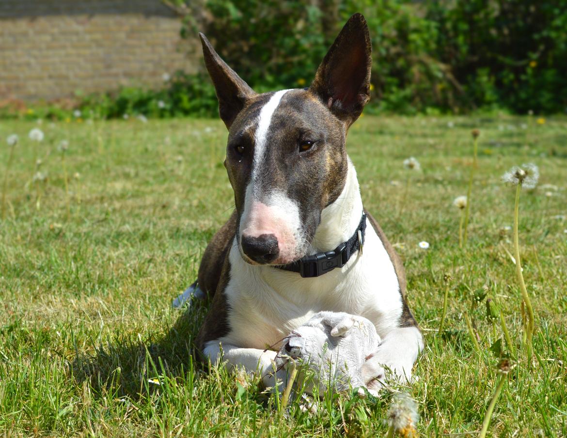 Bullterrier Qwerty (Danmar Bull's Rainbow Dash) - 11 mdr billede 8