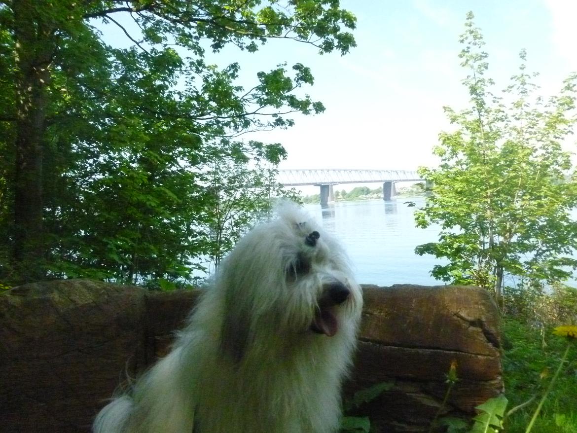 Coton de tulear King billede 7