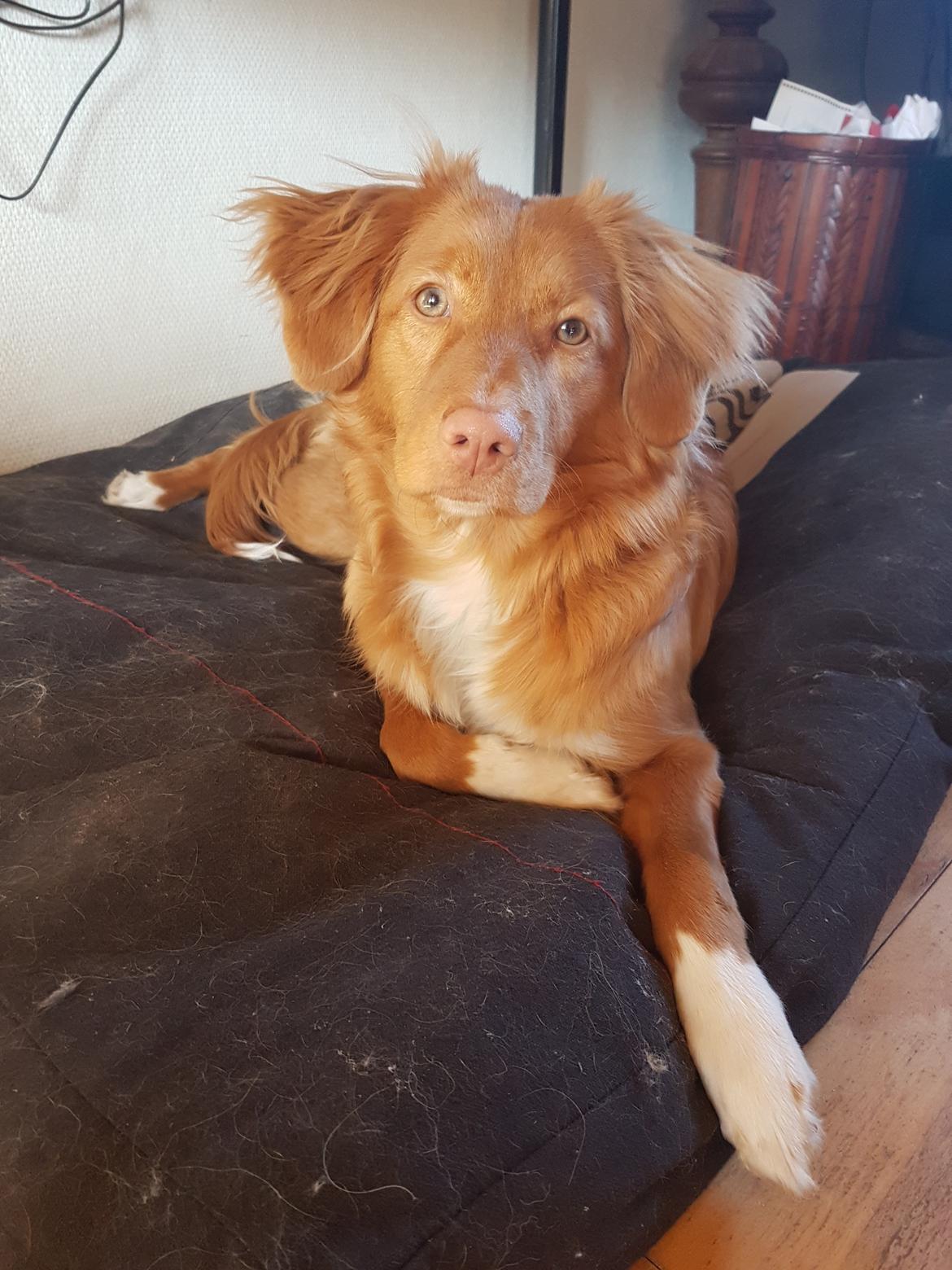 Nova scotia duck tolling retriever Aquafox Sebrings Fangio Chicane"Casey" billede 39