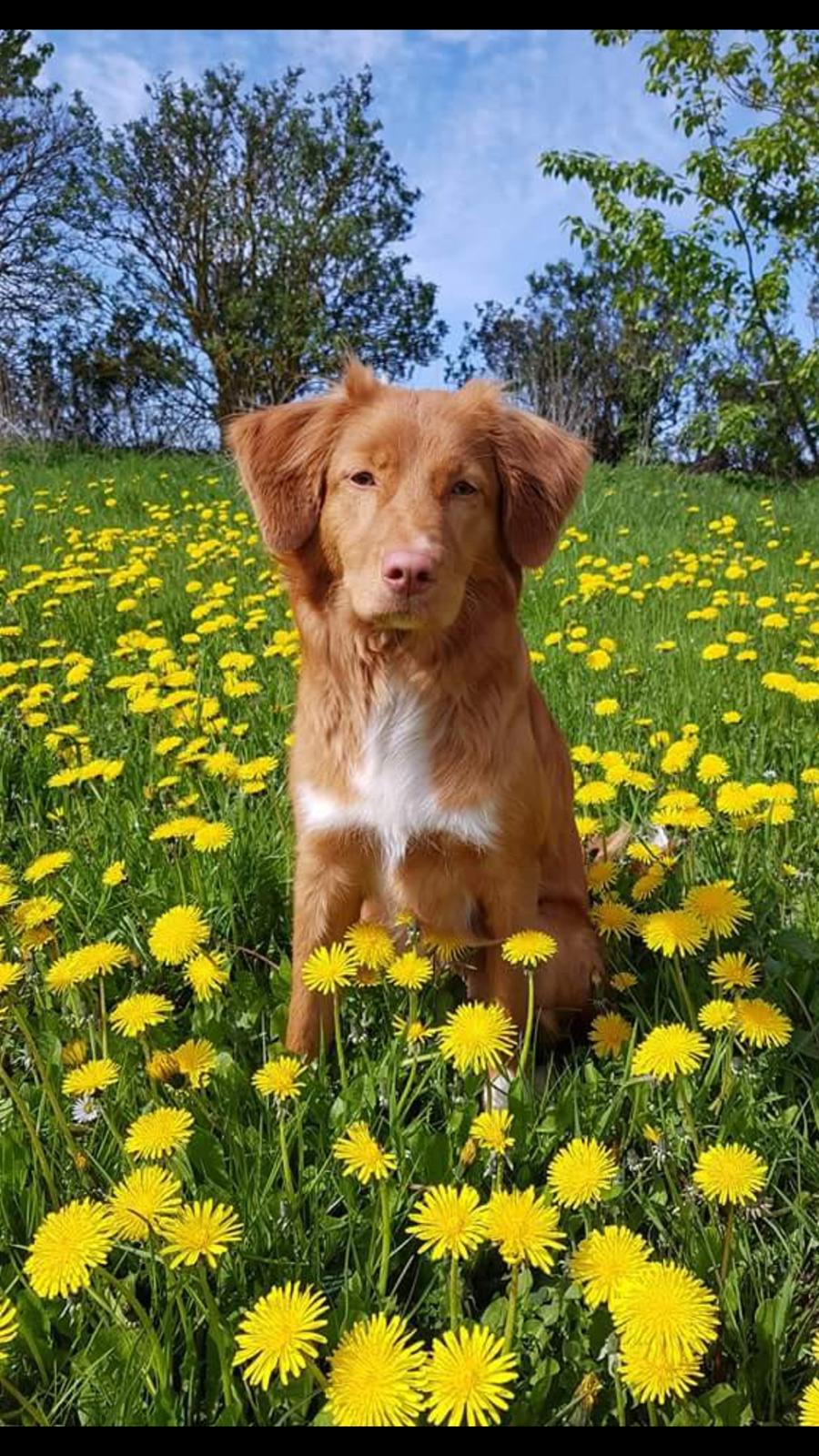Nova scotia duck tolling retriever Aquafox Sebrings Fangio Chicane"Casey" billede 8