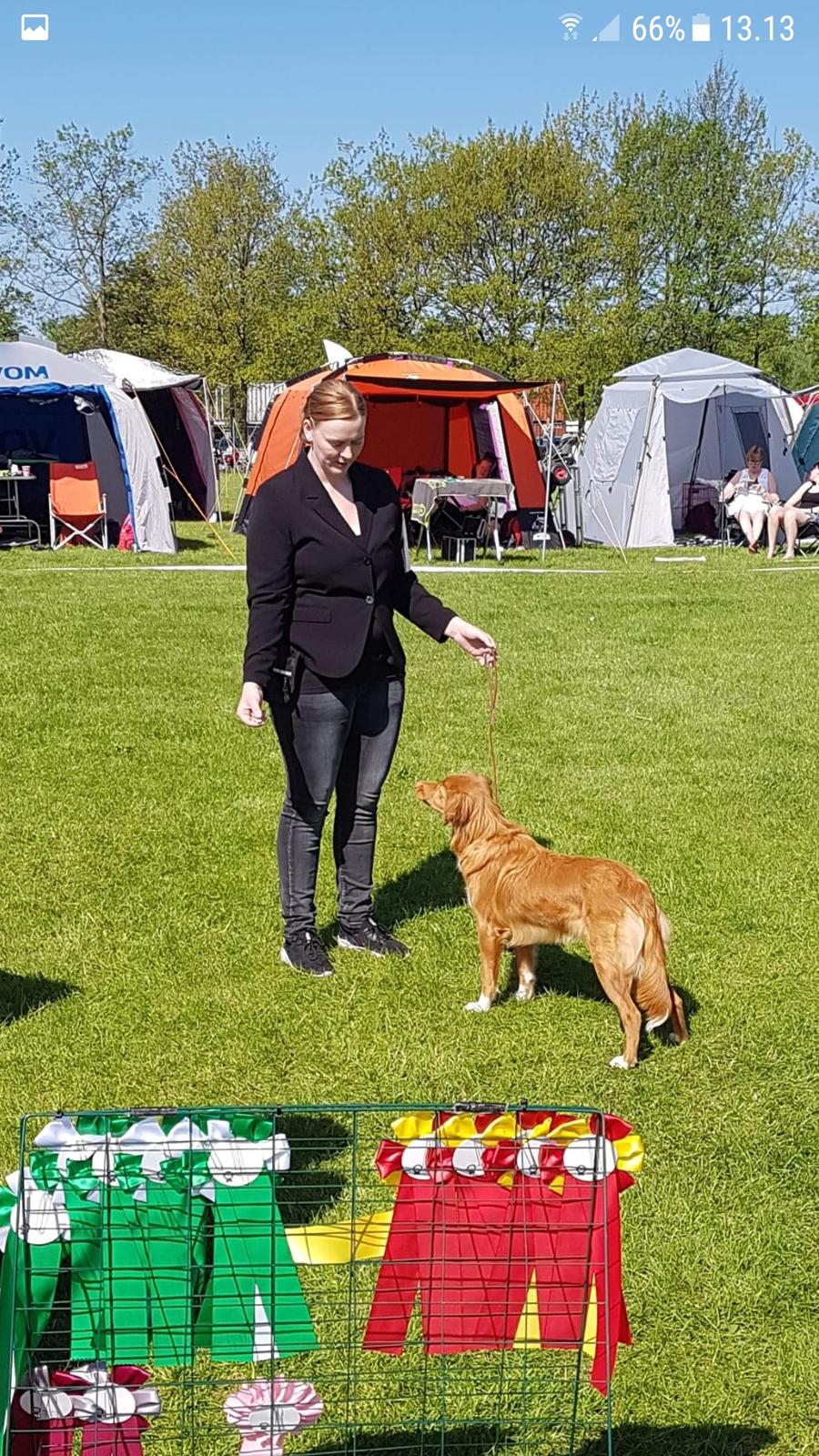 Nova scotia duck tolling retriever Aquafox Sebrings Fangio Chicane"Casey" billede 40