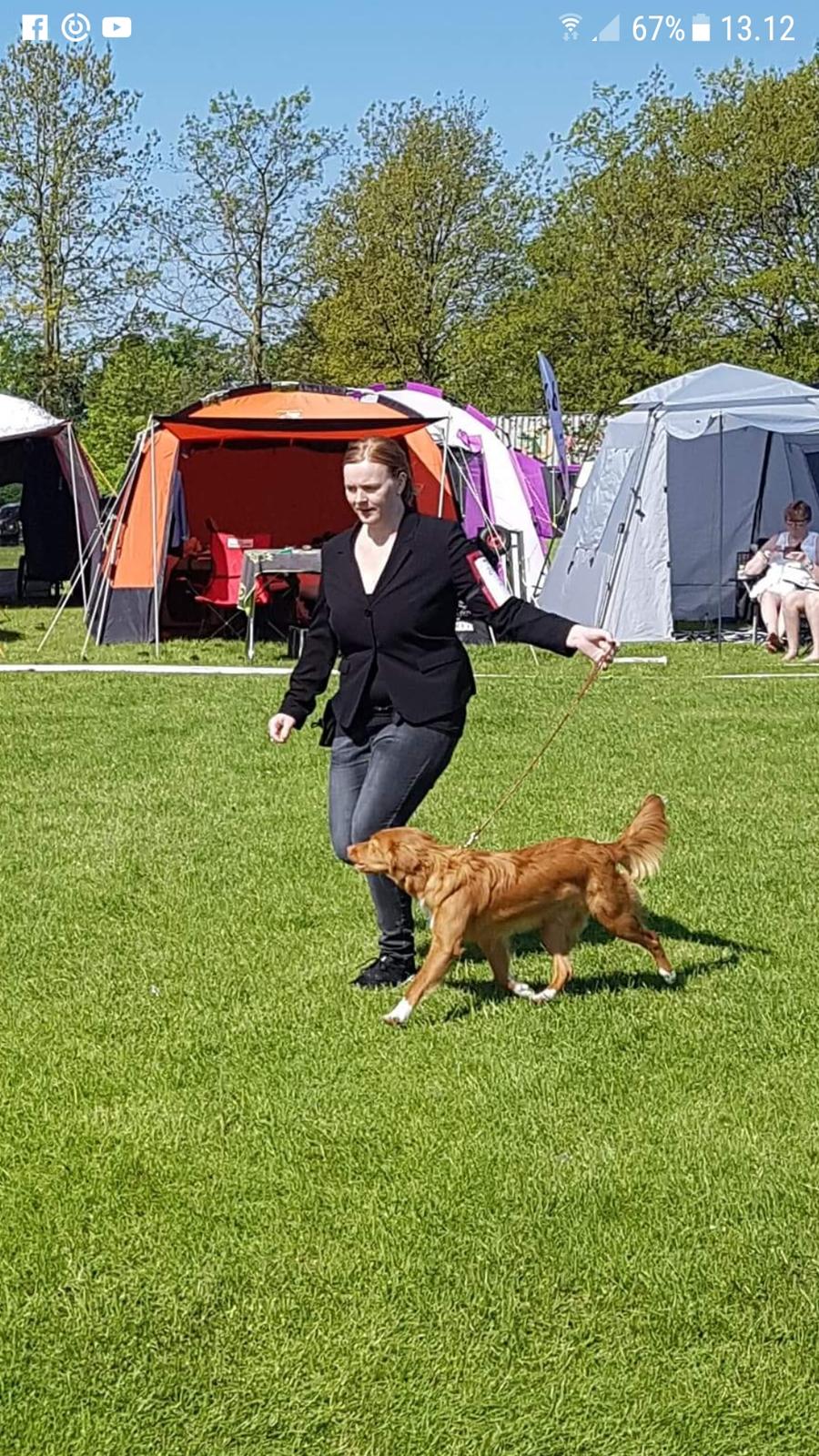 Nova scotia duck tolling retriever Aquafox Sebrings Fangio Chicane"Casey" billede 41