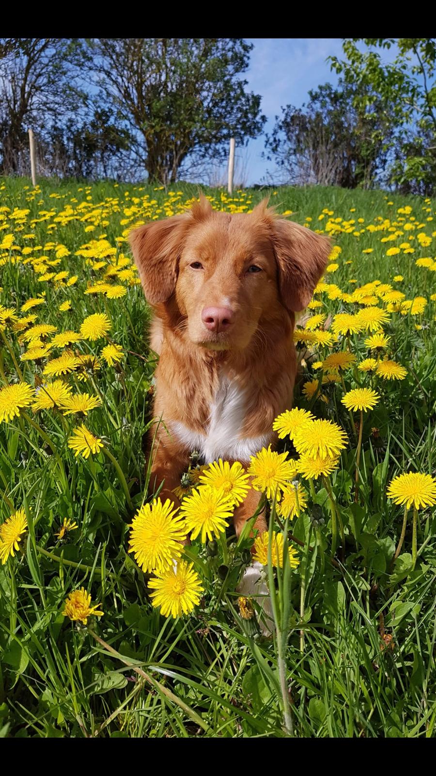 Nova scotia duck tolling retriever Aquafox Sebrings Fangio Chicane"Casey" billede 42