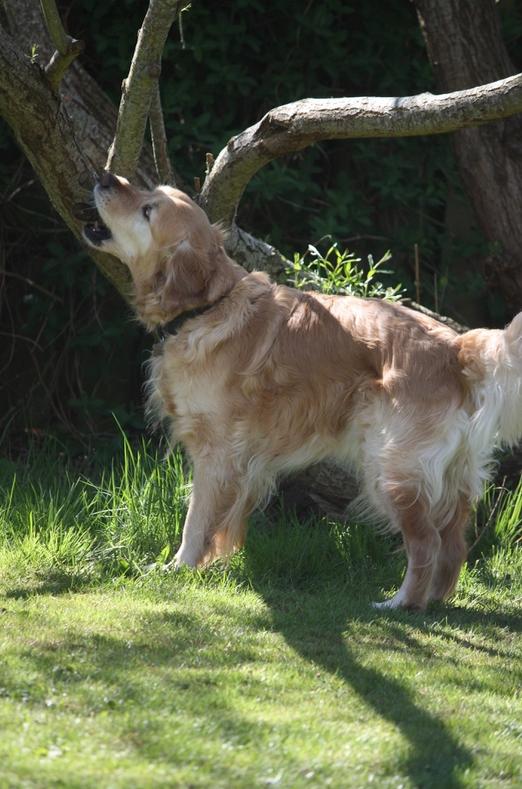 Golden retriever Nero billede 22