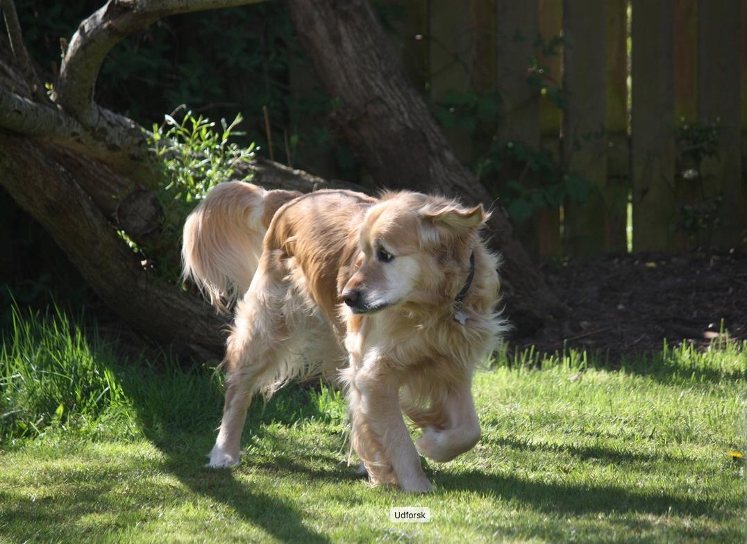 Golden retriever Nero billede 29