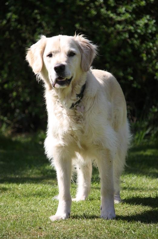 Golden retriever Koda billede 21