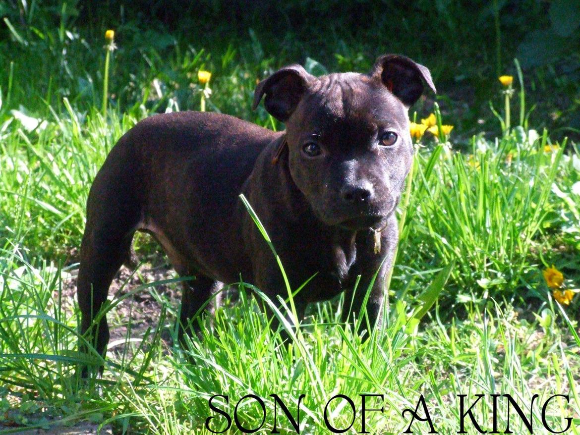 Staffordshire bull terrier BoB Marley billede 1