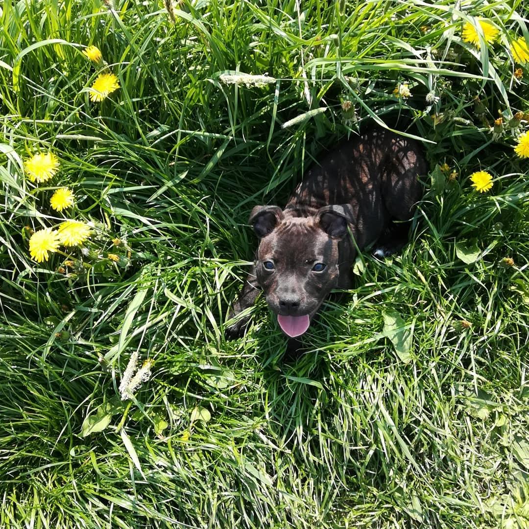 Staffordshire bull terrier BoB Marley billede 2