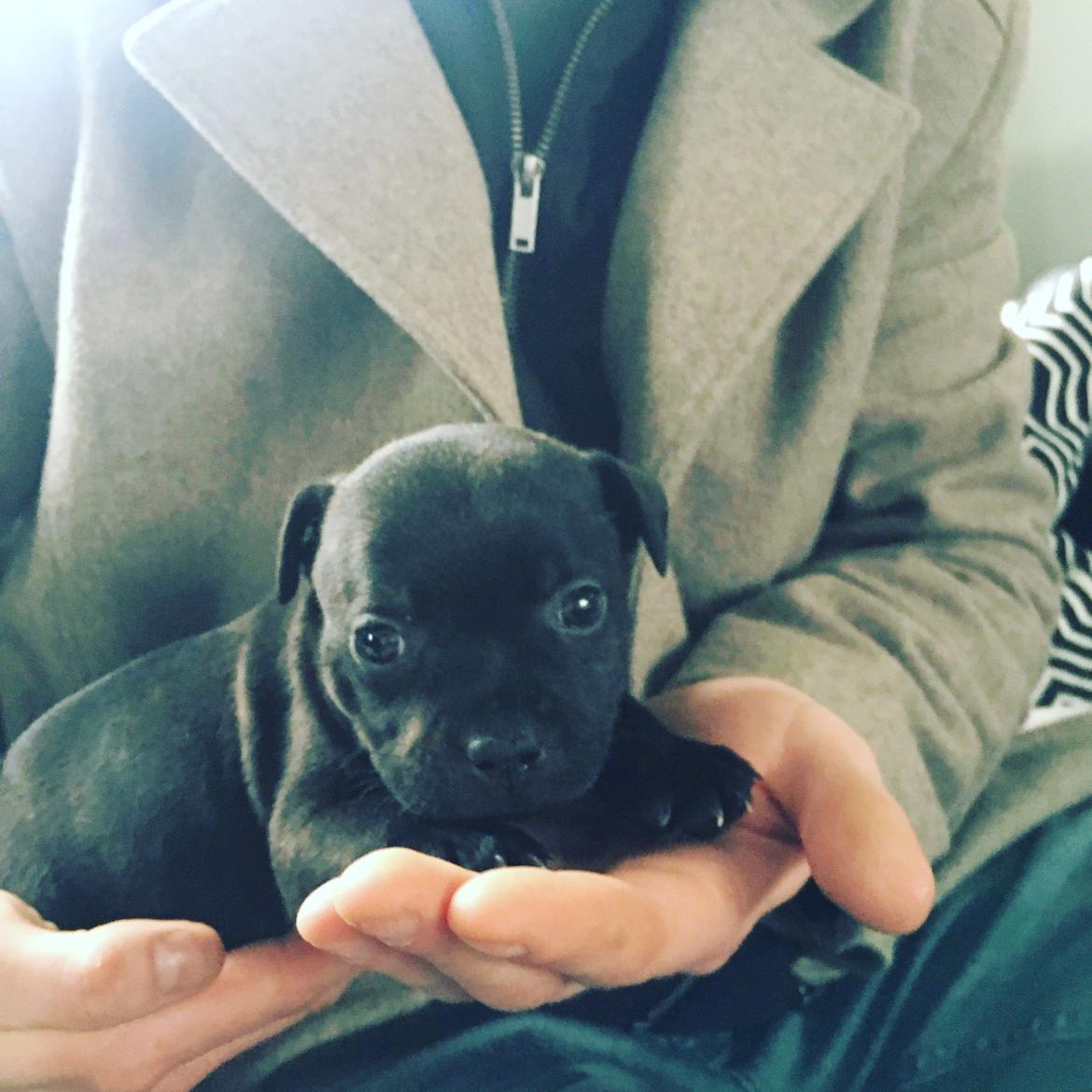 Staffordshire bull terrier BoB Marley billede 3