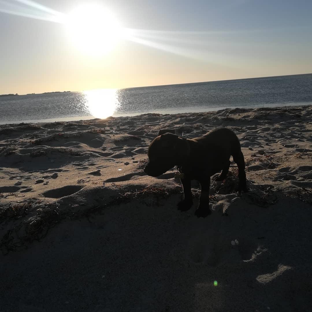 Staffordshire bull terrier BoB Marley billede 4