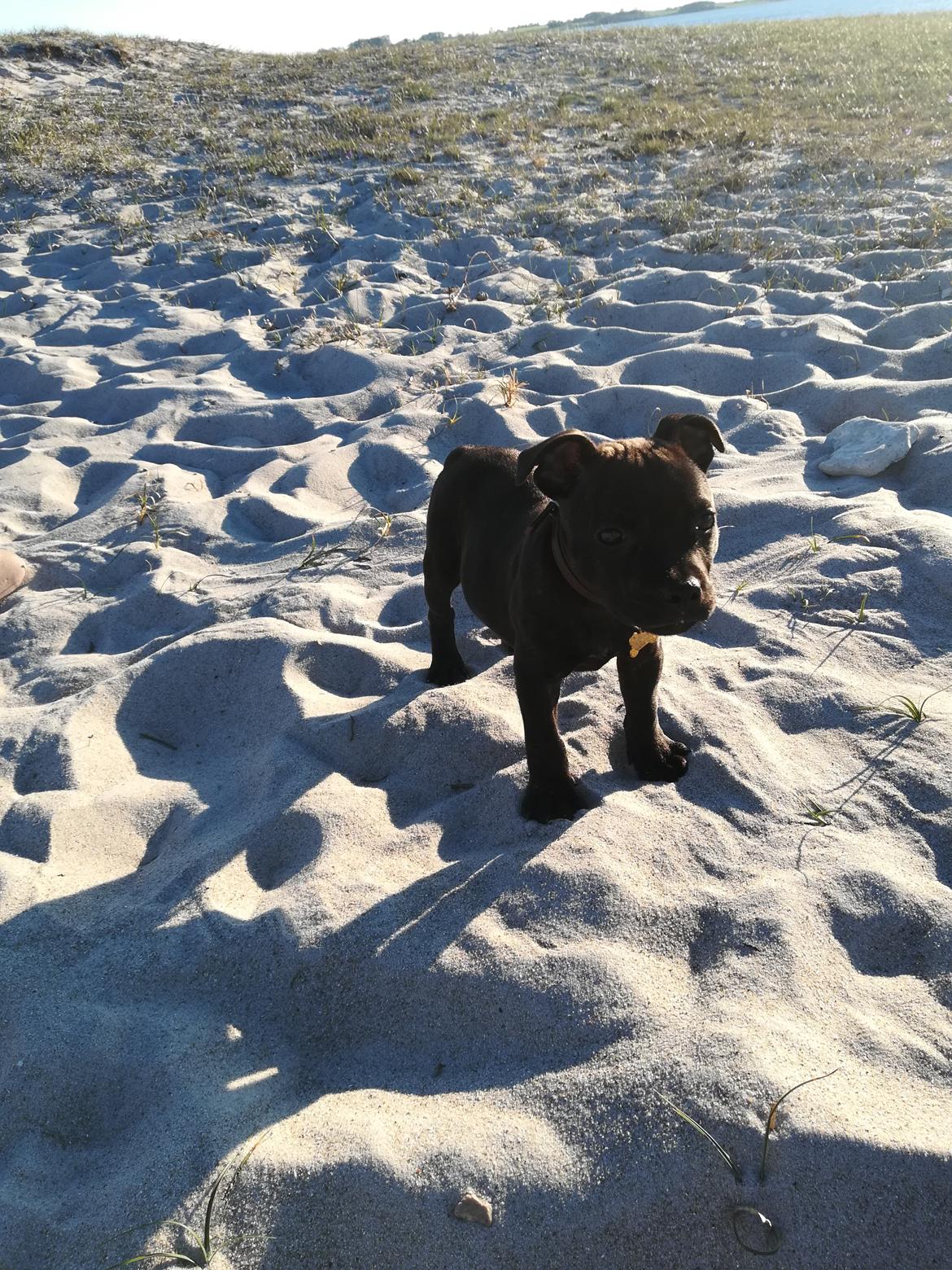 Staffordshire bull terrier BoB Marley billede 5