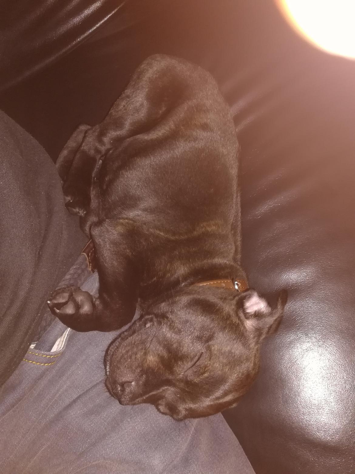 Staffordshire bull terrier BoB Marley billede 6