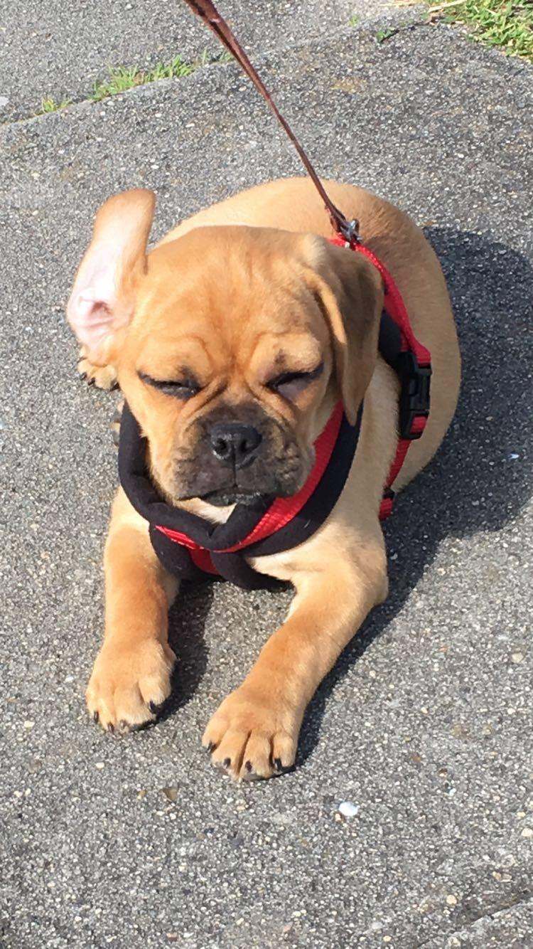 Blanding af racer Angel billede 1