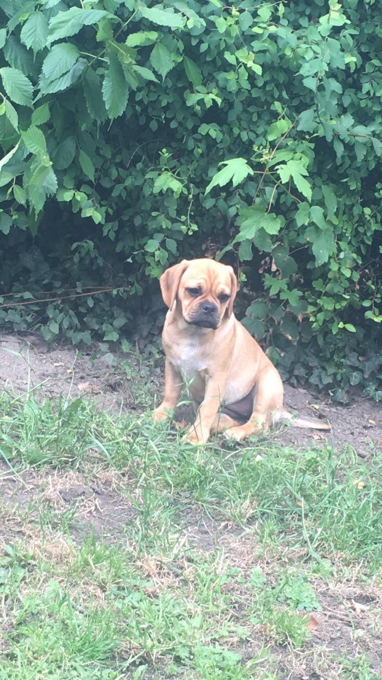 Blanding af racer Angel billede 2