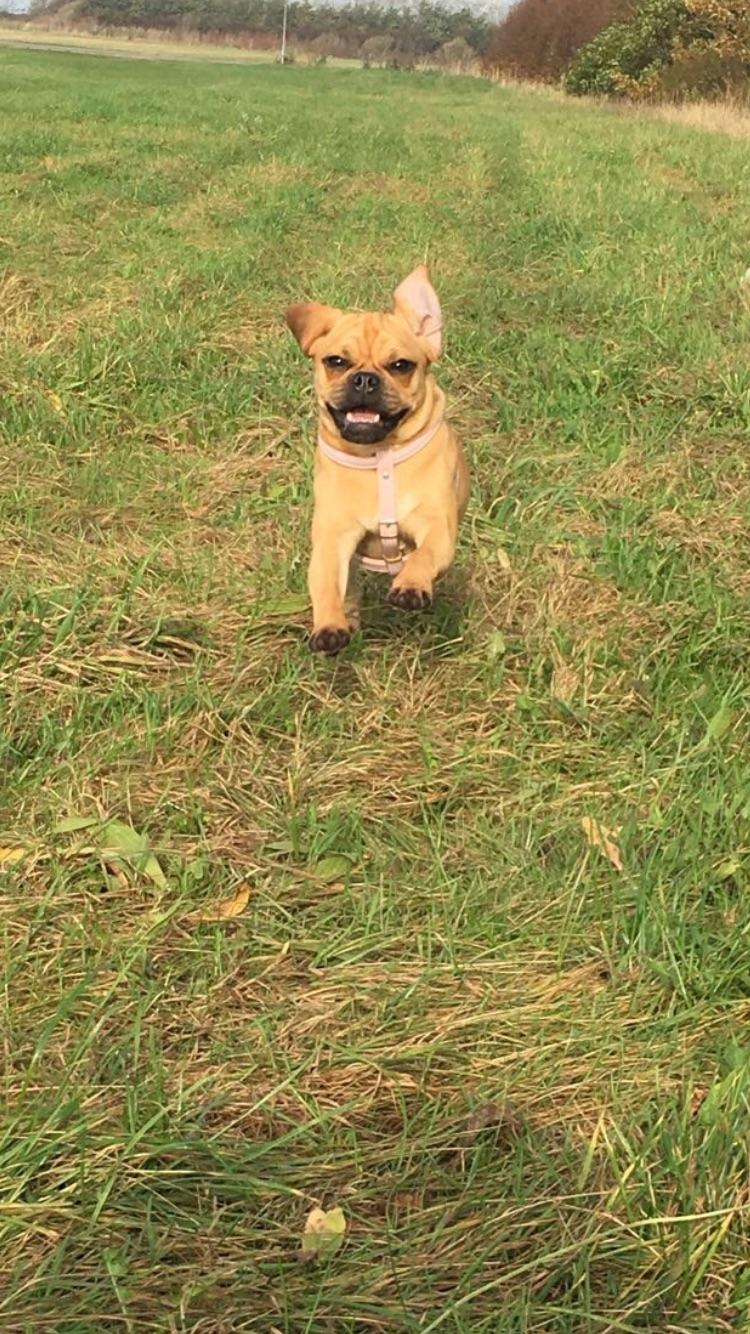 Blanding af racer Angel billede 3