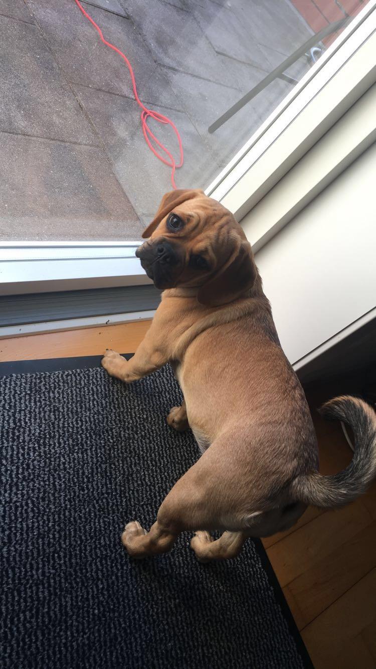 Blanding af racer Angel billede 4