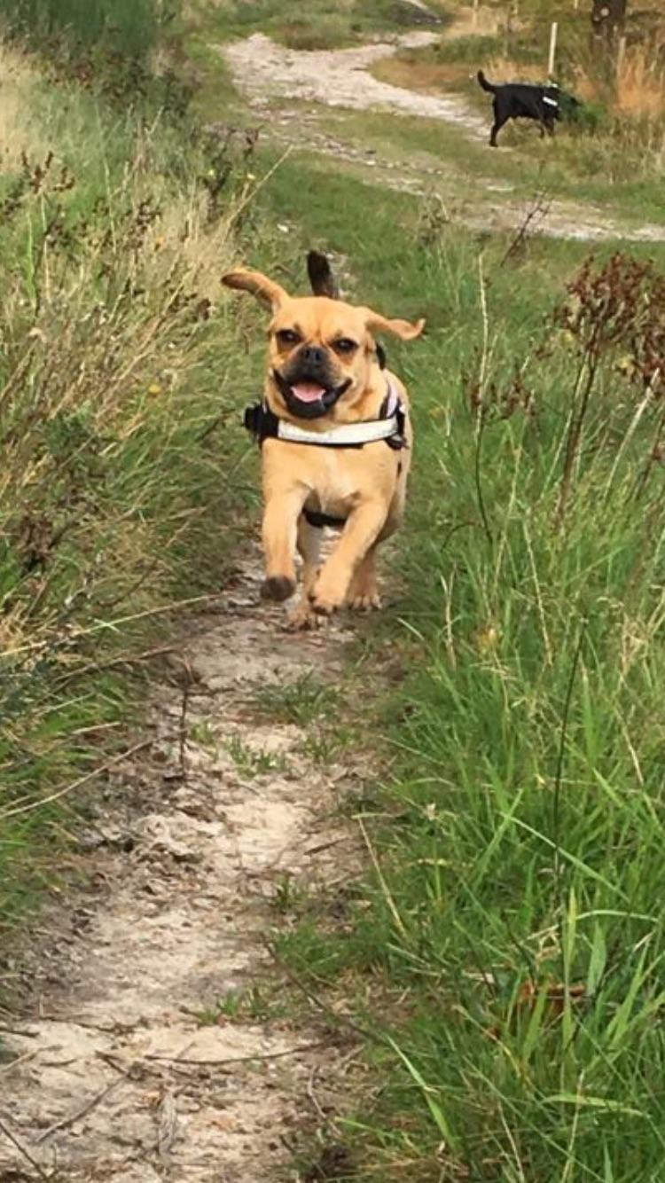 Blanding af racer Angel billede 5