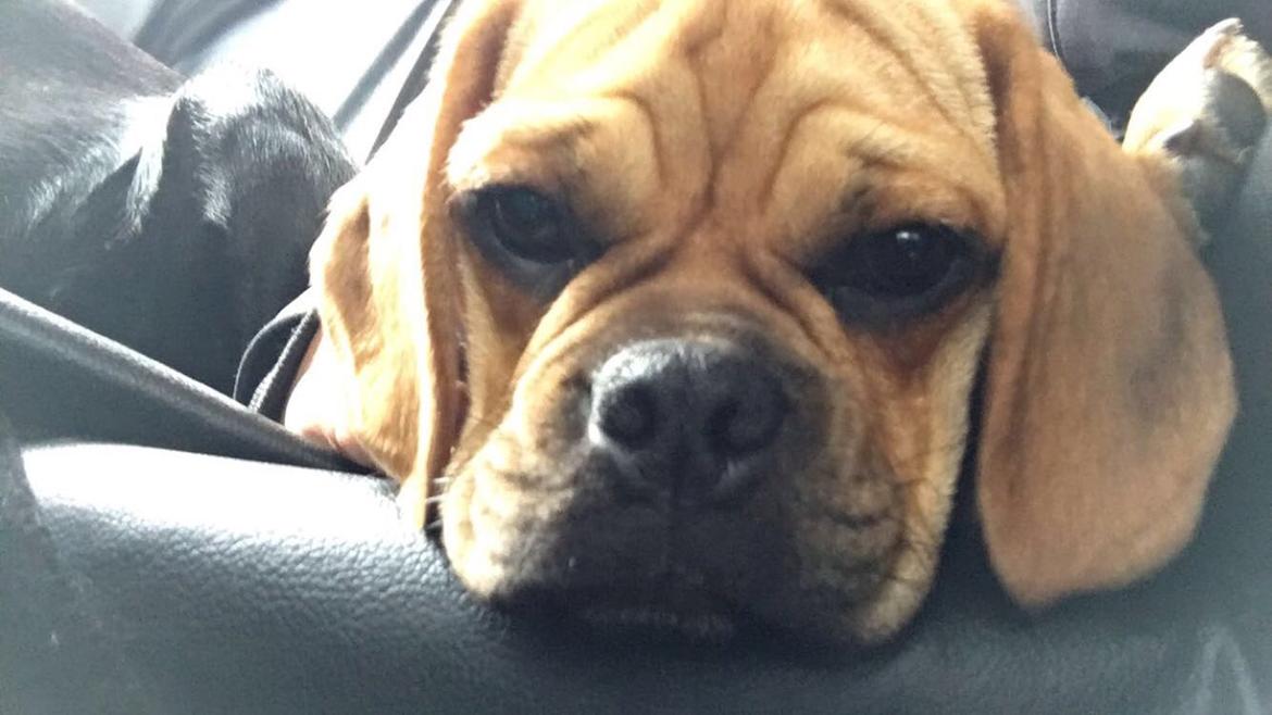 Blanding af racer Angel billede 6