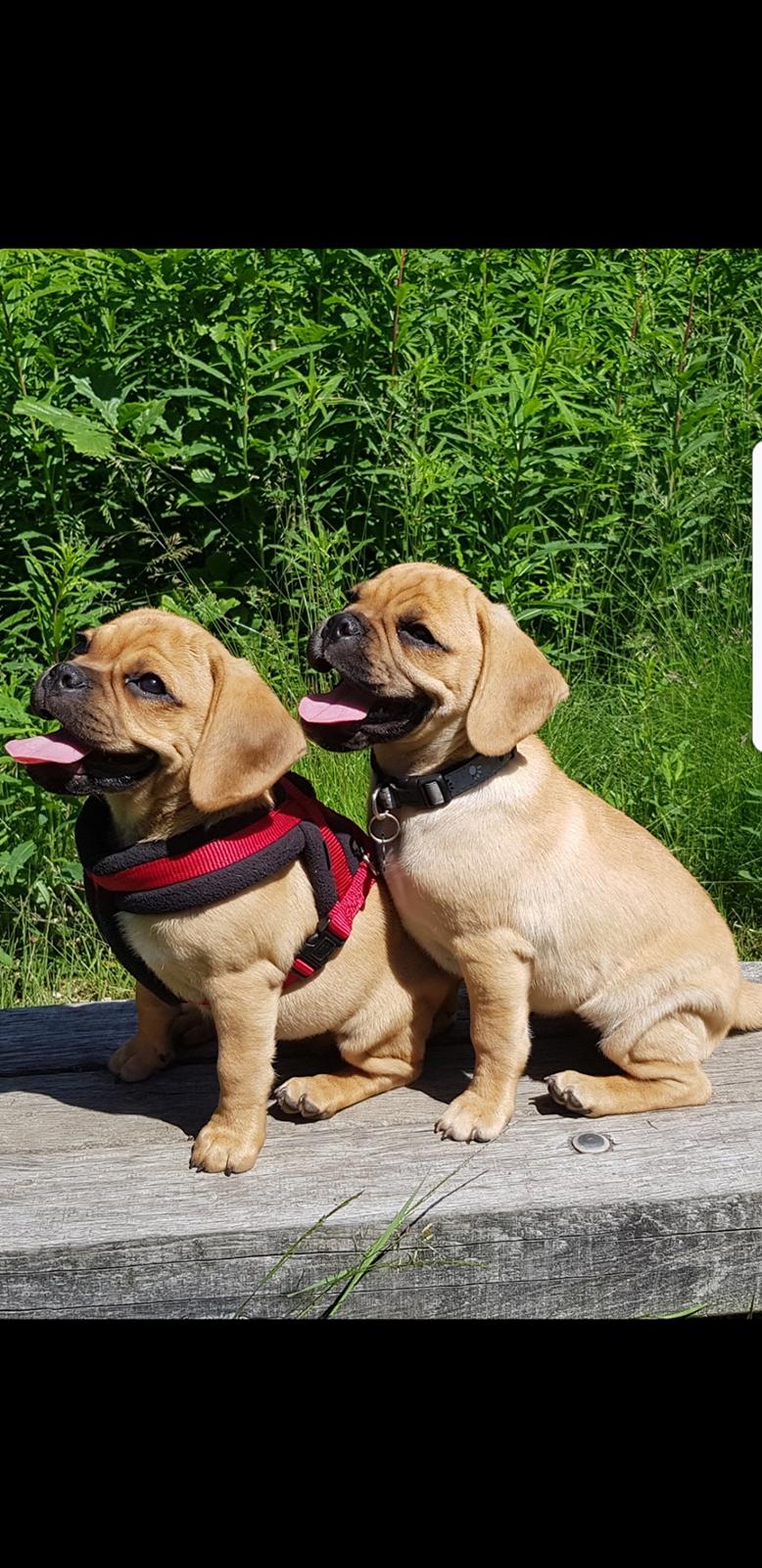 Blanding af racer Angel billede 7