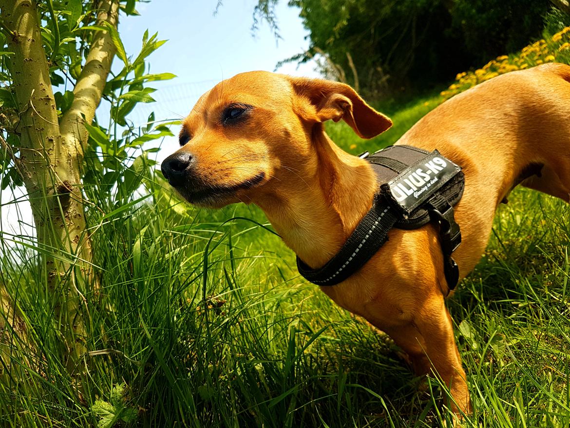 Blanding af racer Bailey  billede 7