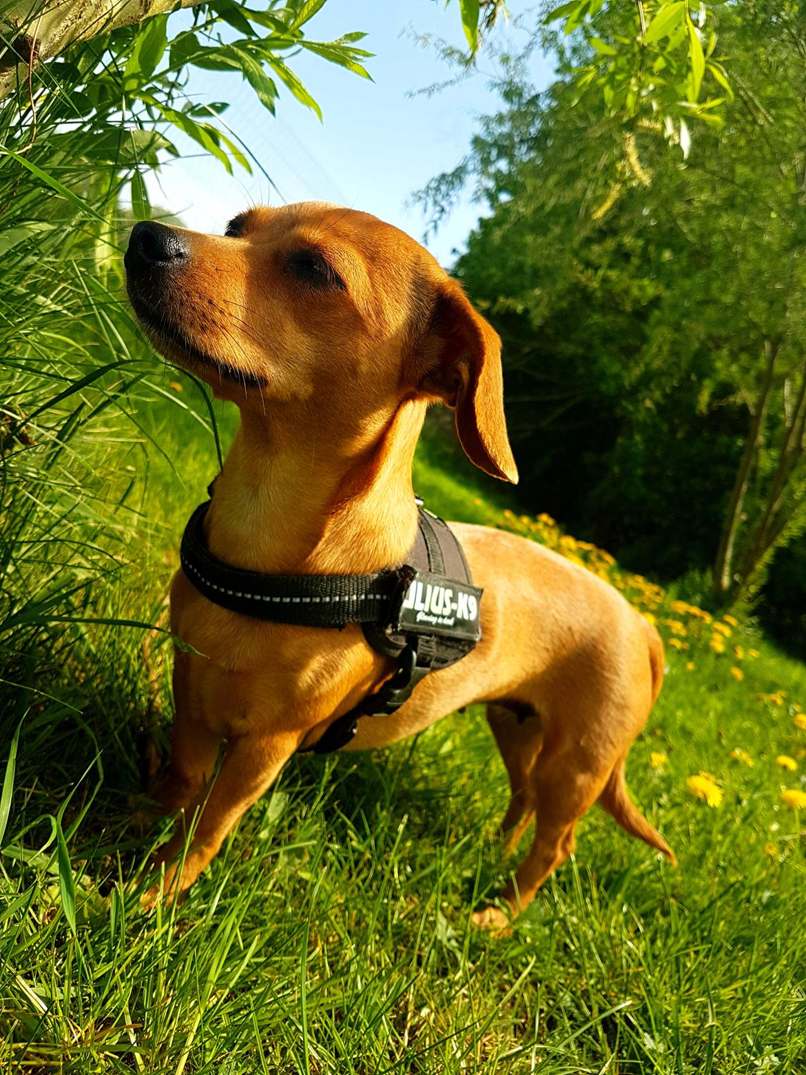 Blanding af racer Bailey  billede 8