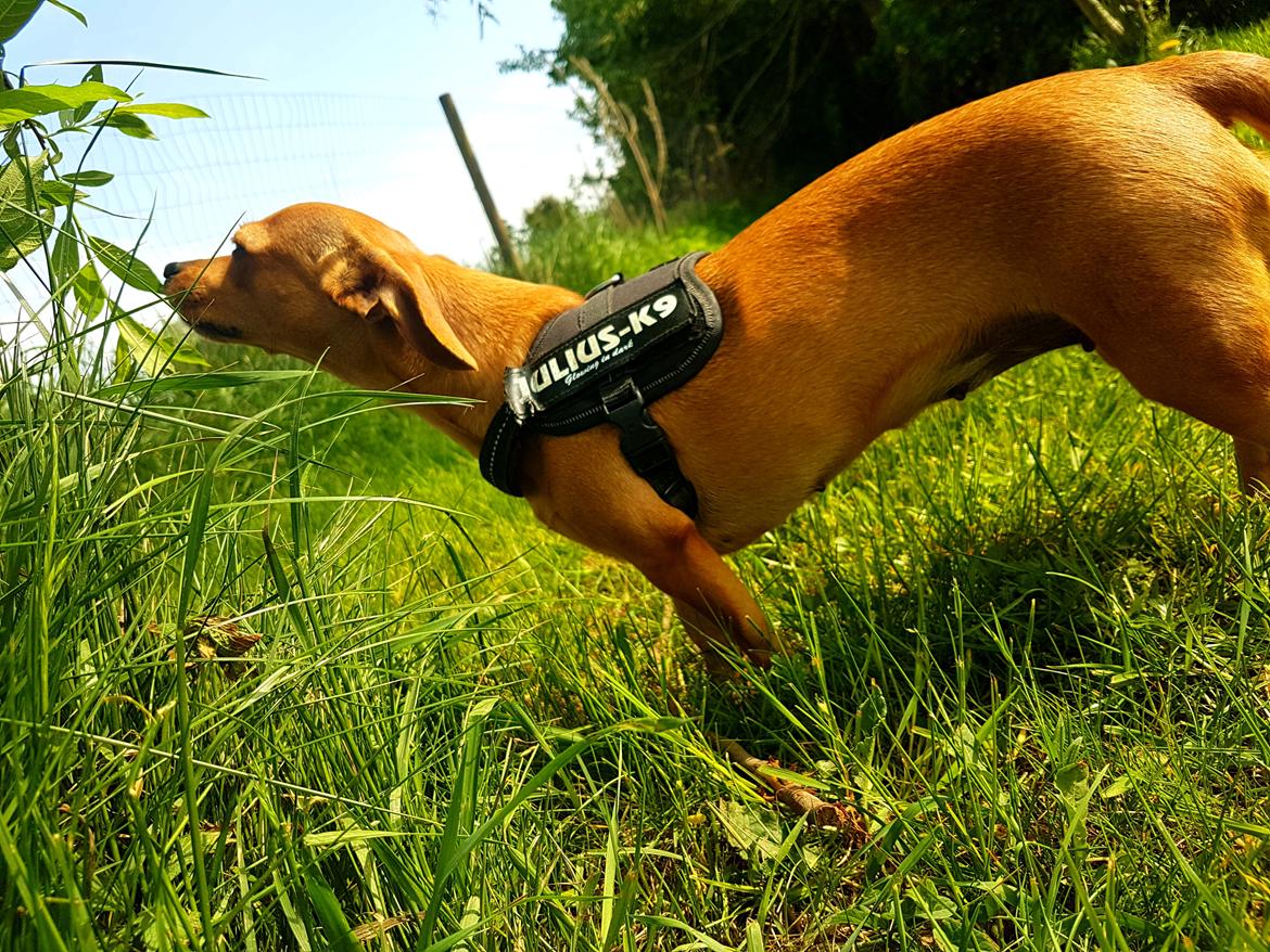 Blanding af racer Bailey  billede 9