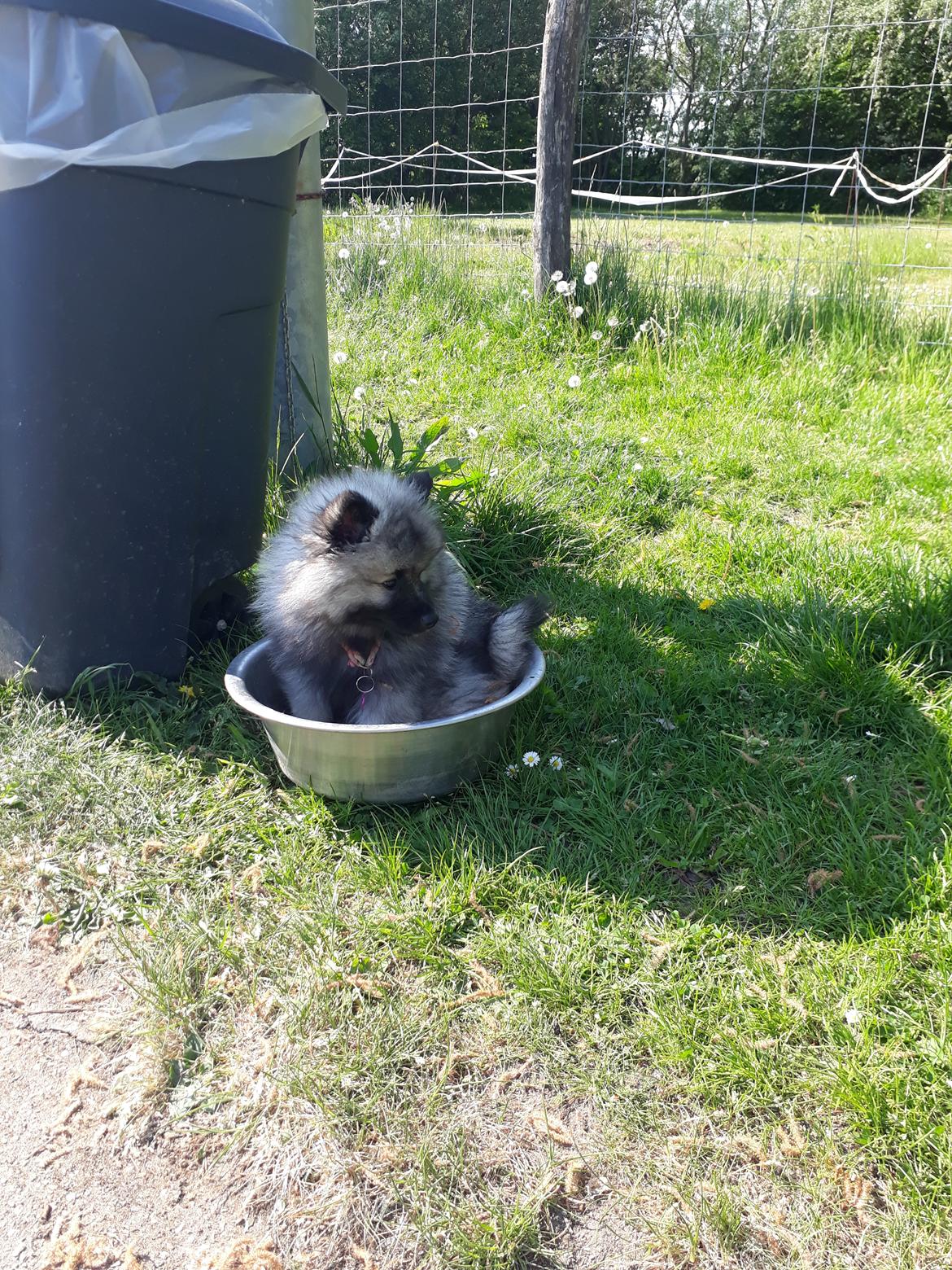 Keeshond Asdis - House of Keesgaard A Silver Past  billede 14