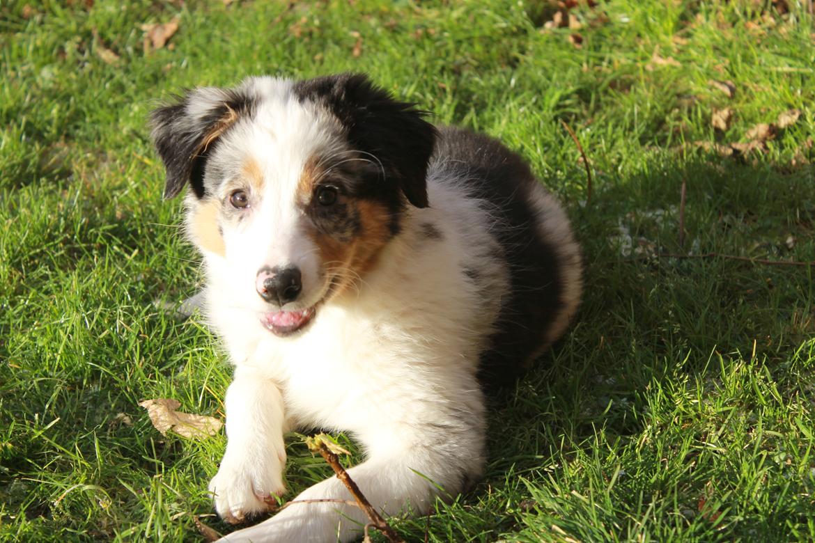 Border collie Stacey billede 8