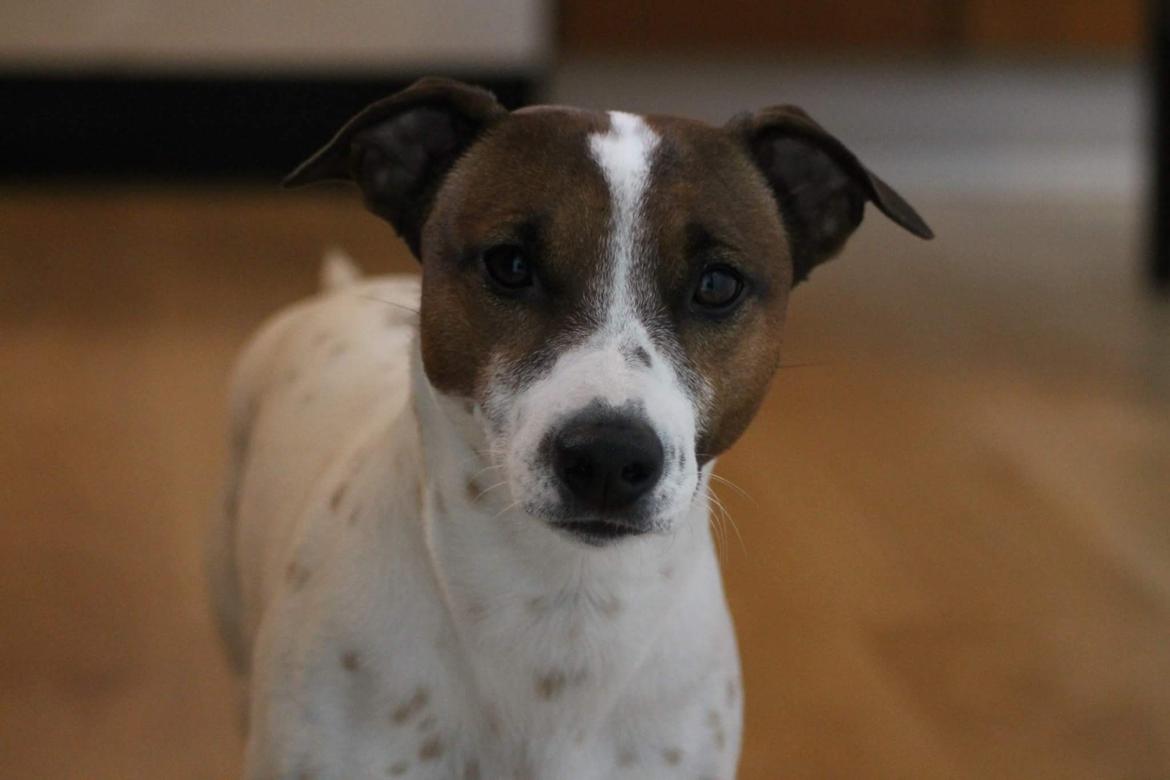 Blanding af racer Vax billede 2