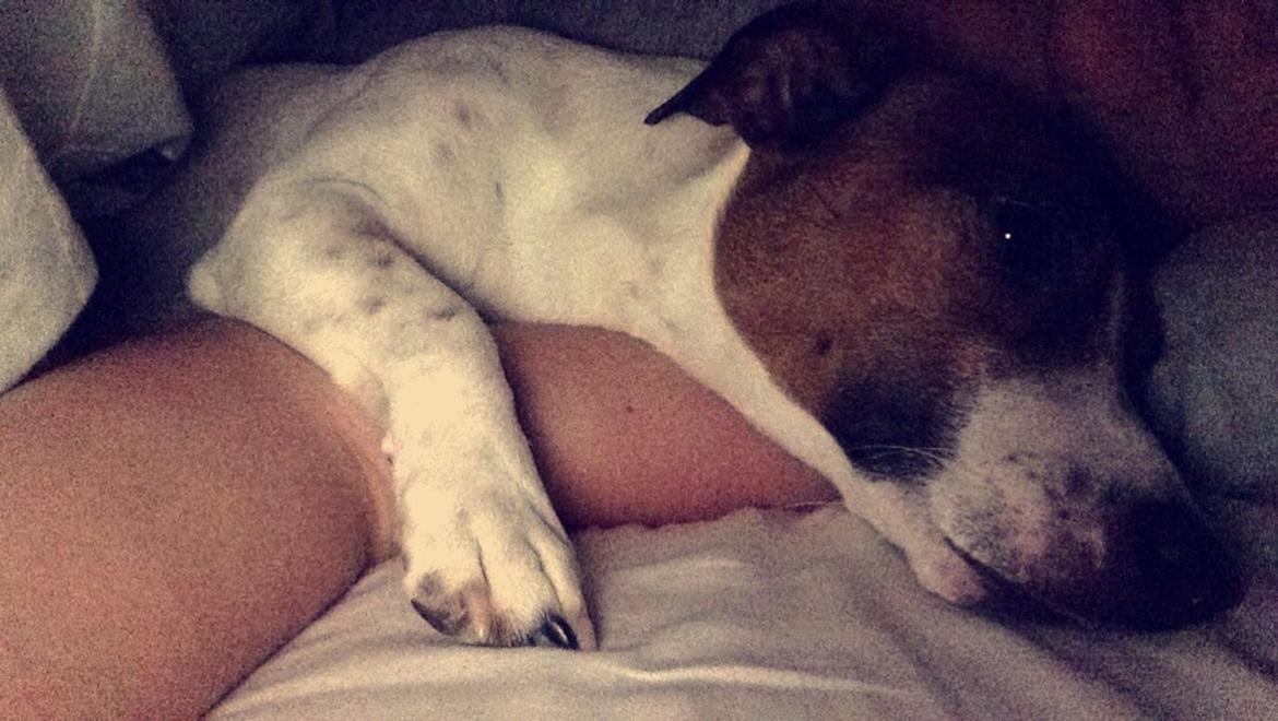 Blanding af racer Vax billede 5