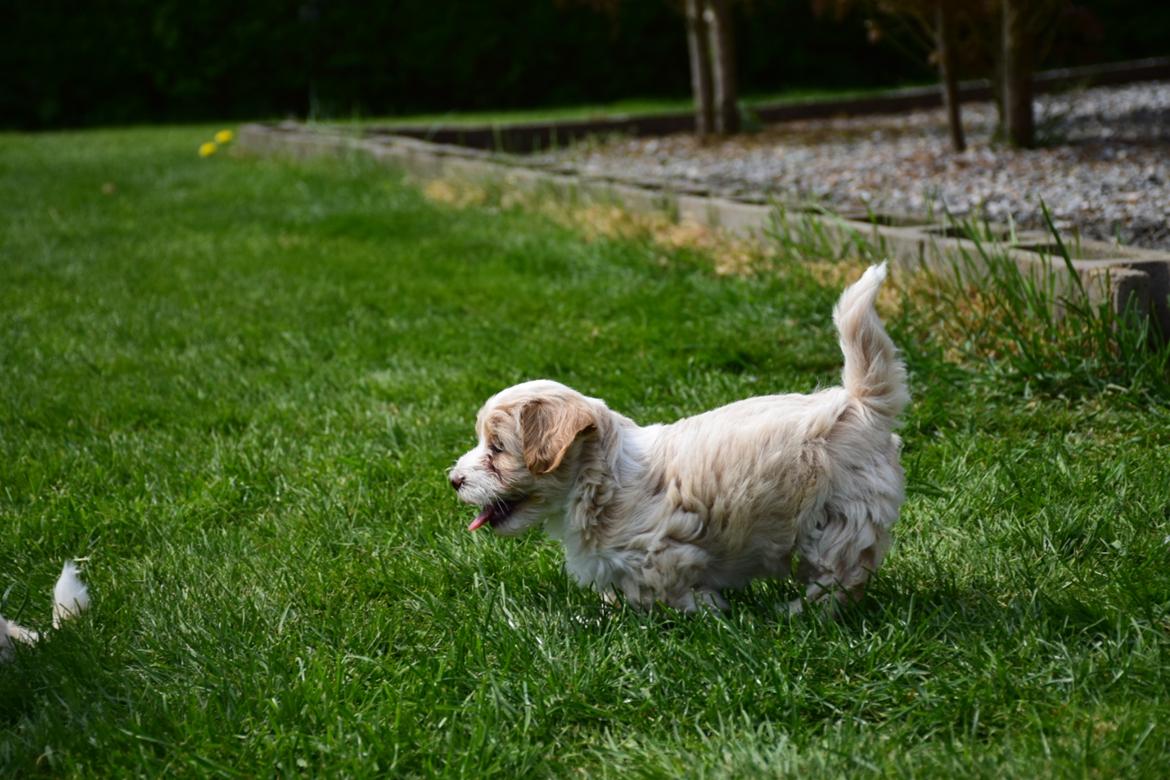 Bichon havanais Kenya billede 5