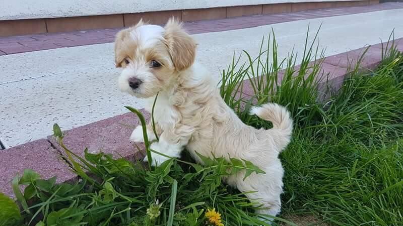 Bichon havanais Kenya billede 6