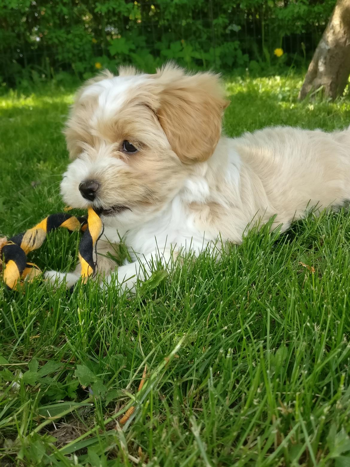 Bichon havanais Kenya billede 3