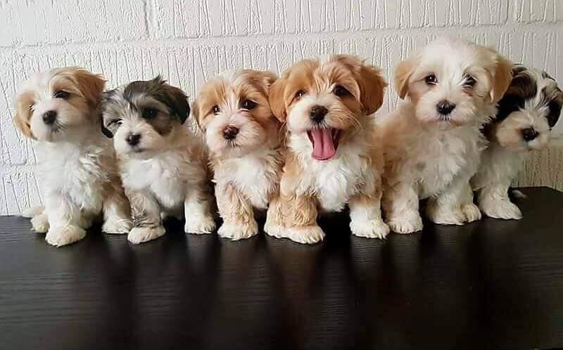 Bichon havanais Kenya billede 8