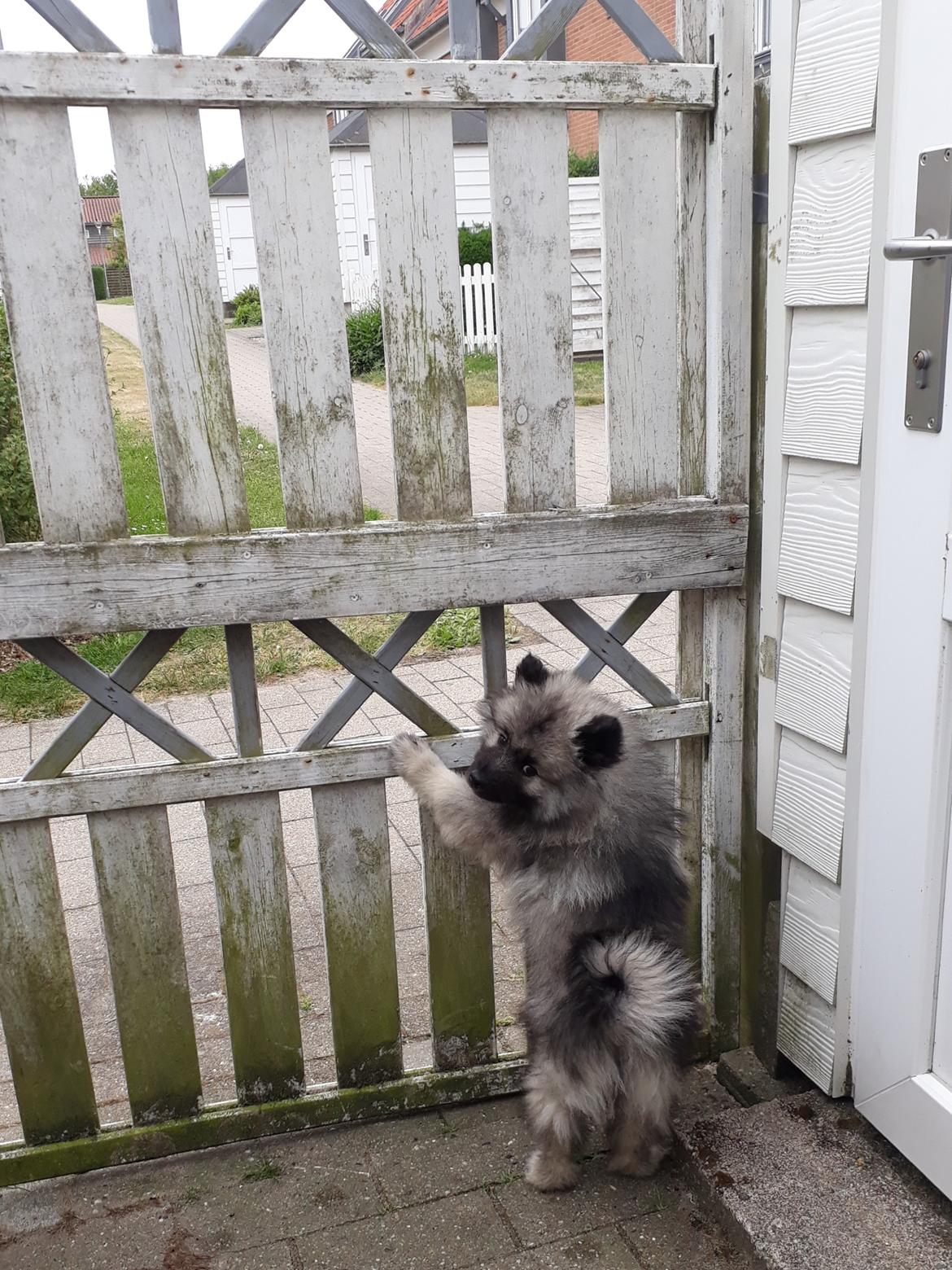 Keeshond Asdis - House of Keesgaard A Silver Past  billede 12