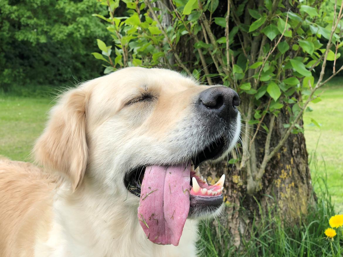 Golden retriever Dakota billede 4