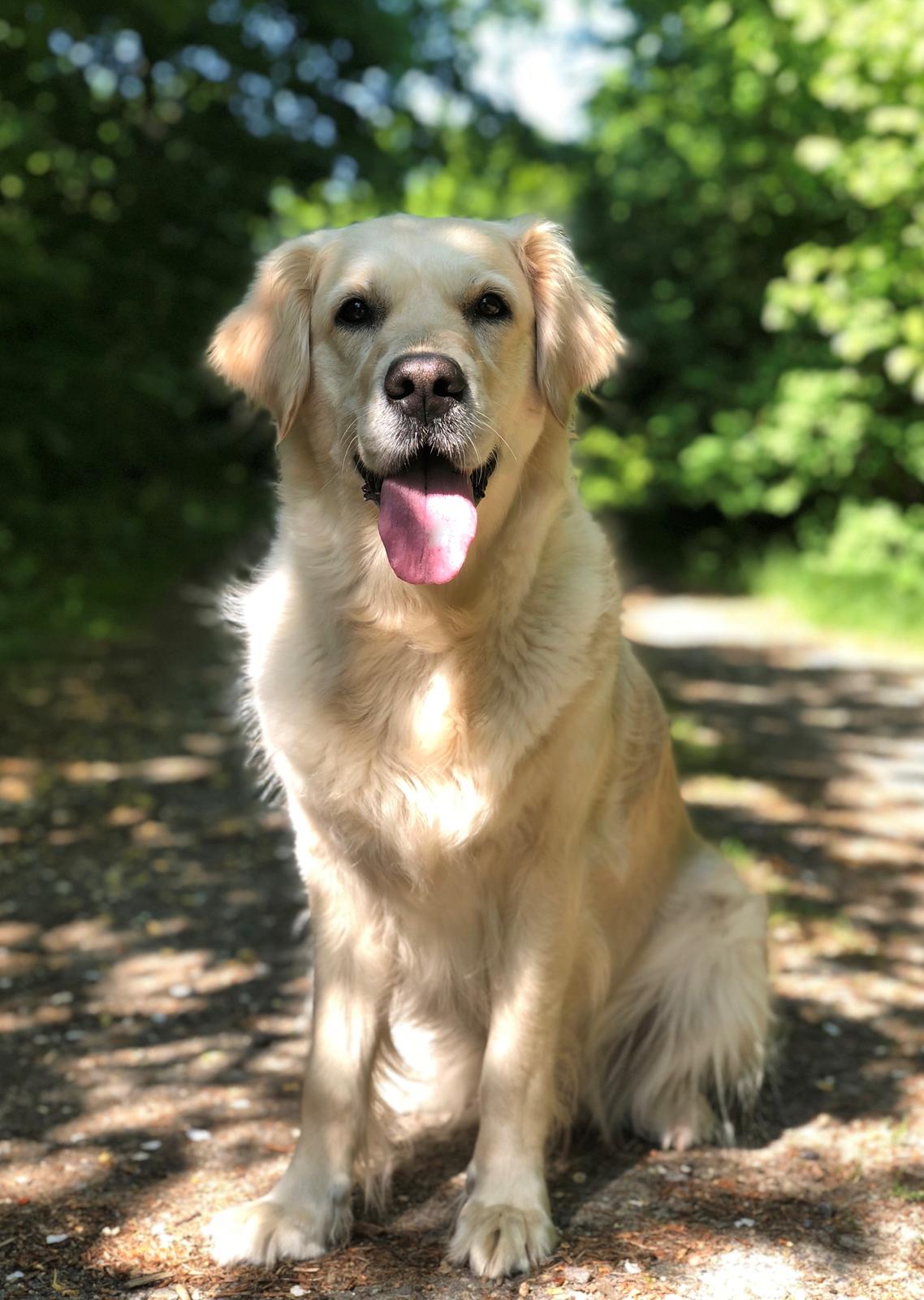 Golden retriever Dakota billede 1