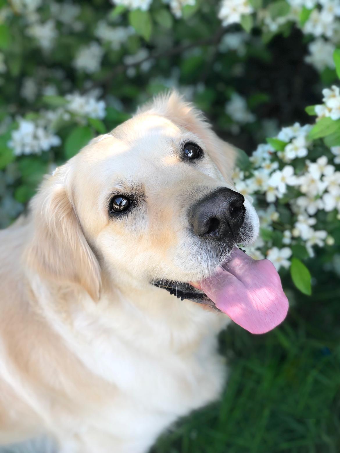 Golden retriever Dakota billede 7